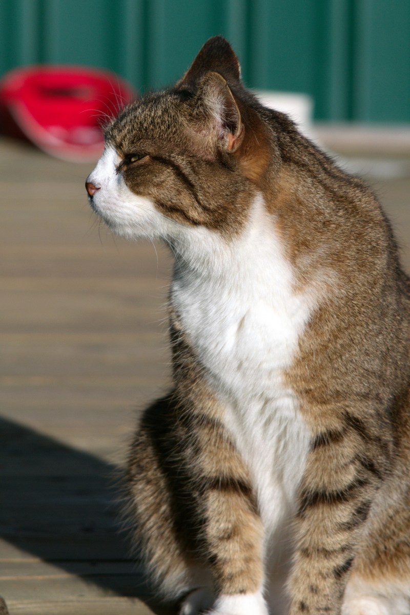 Кот обернулся