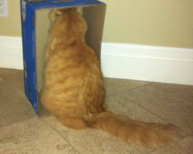 Котик обиделся