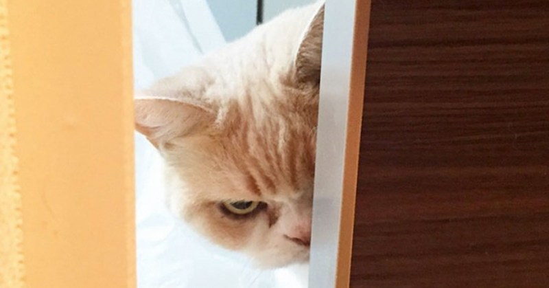 Обиженный кот Коюки
