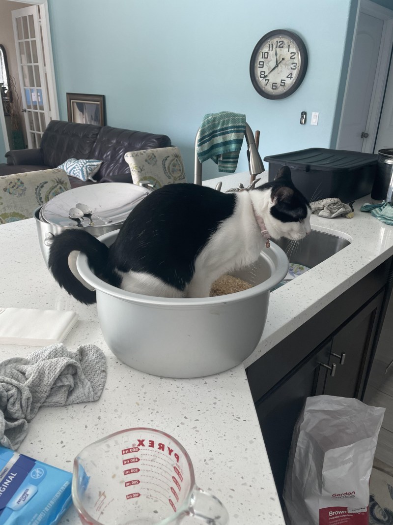Кошка уют в доме