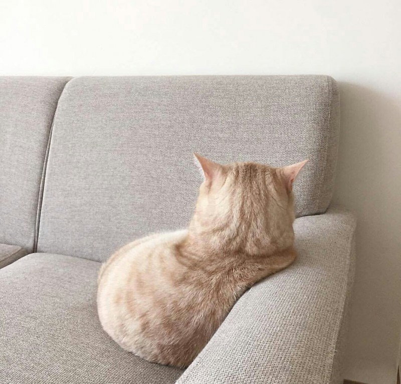 Котик обиделся