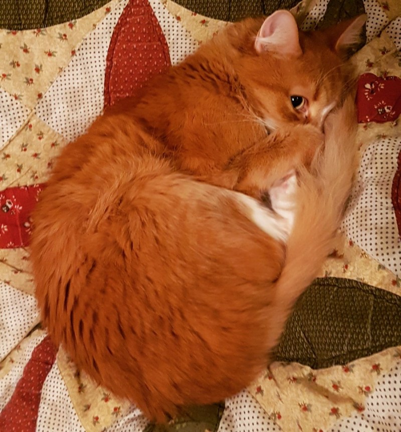 Обиженный котик