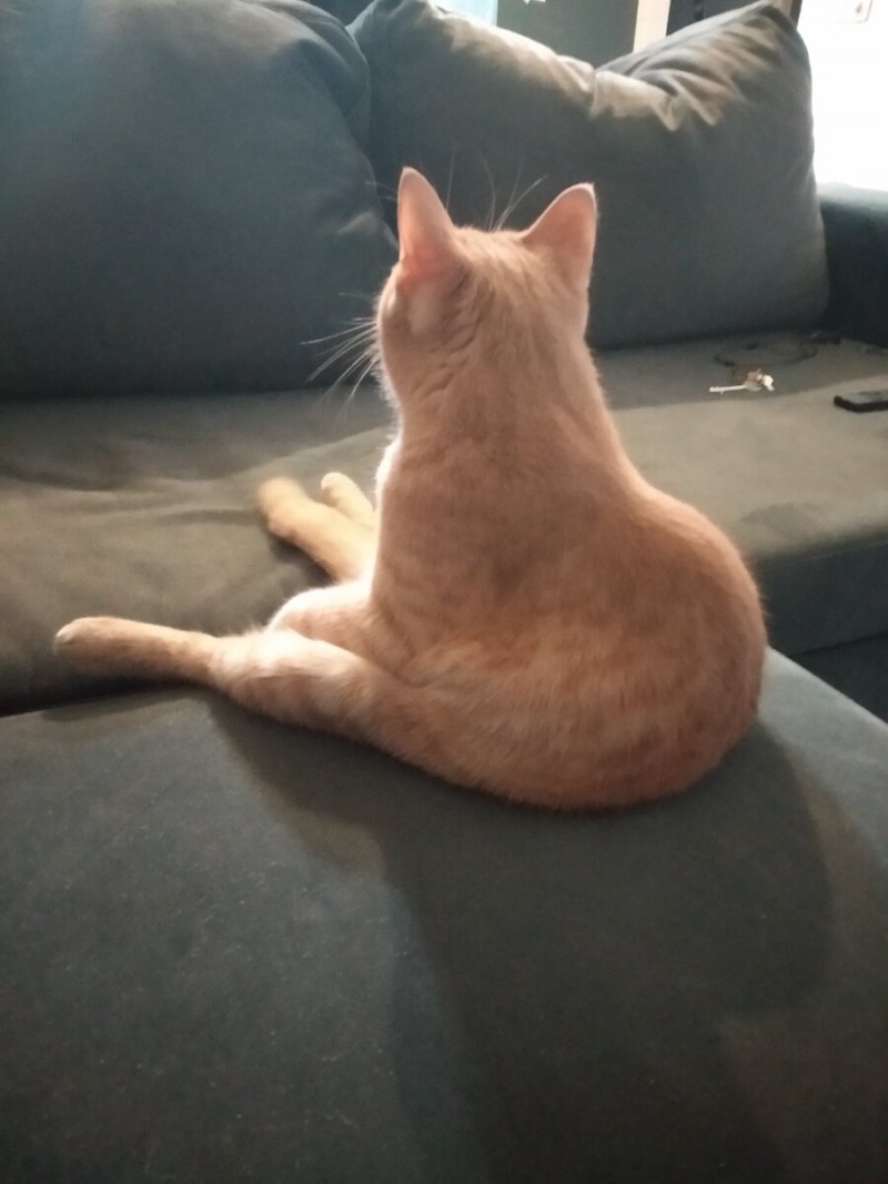 Кот спиной обиделся