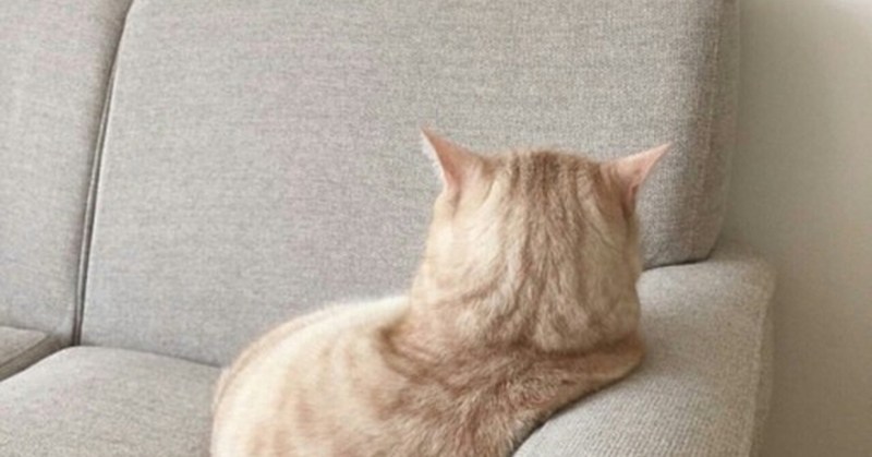 Котик обиделся