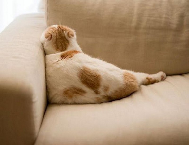 Котик отвернулся