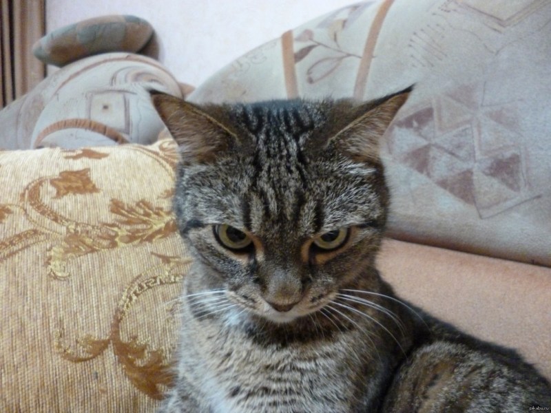 Обидчивый котик