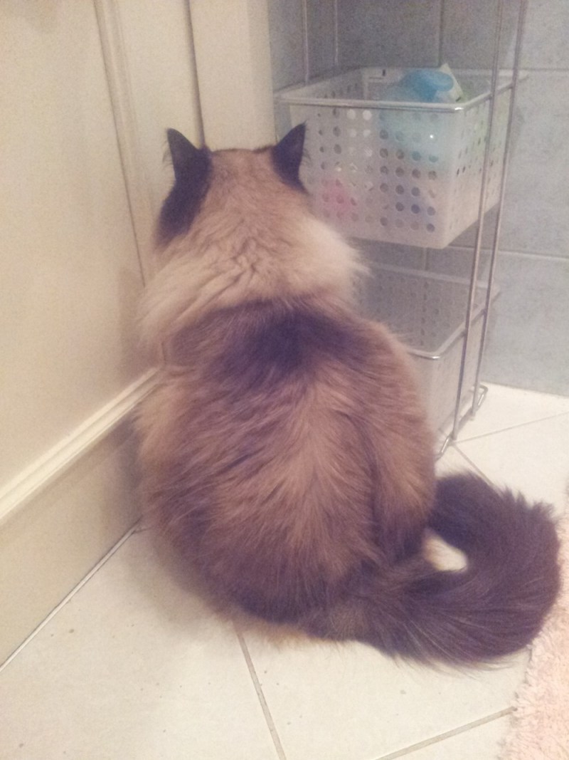 Обиженный кот