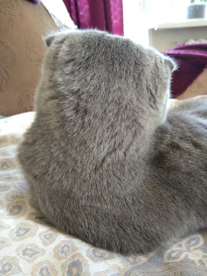 Котик обиделся