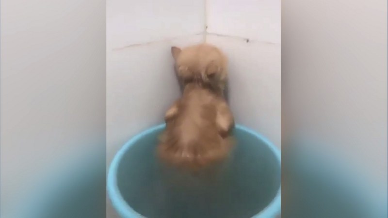 Котенок обиделся и отвернулся