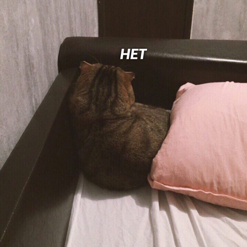 Кот обиделся