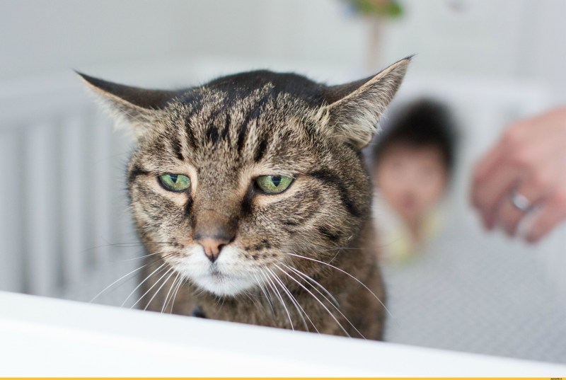 Обиженный котик