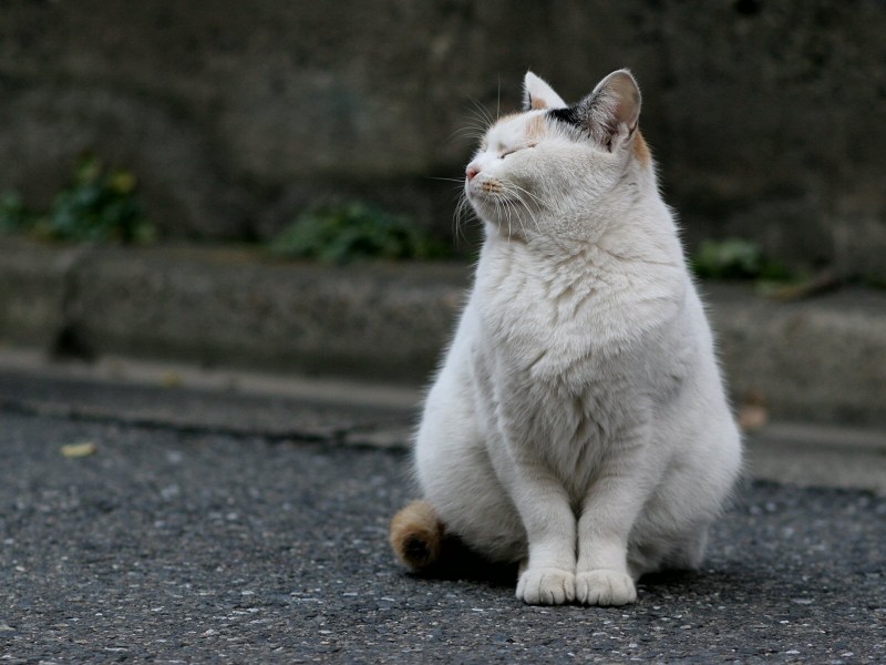 Котик обиделся