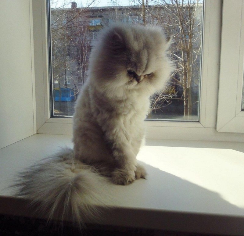 Кошка испугалась собаку