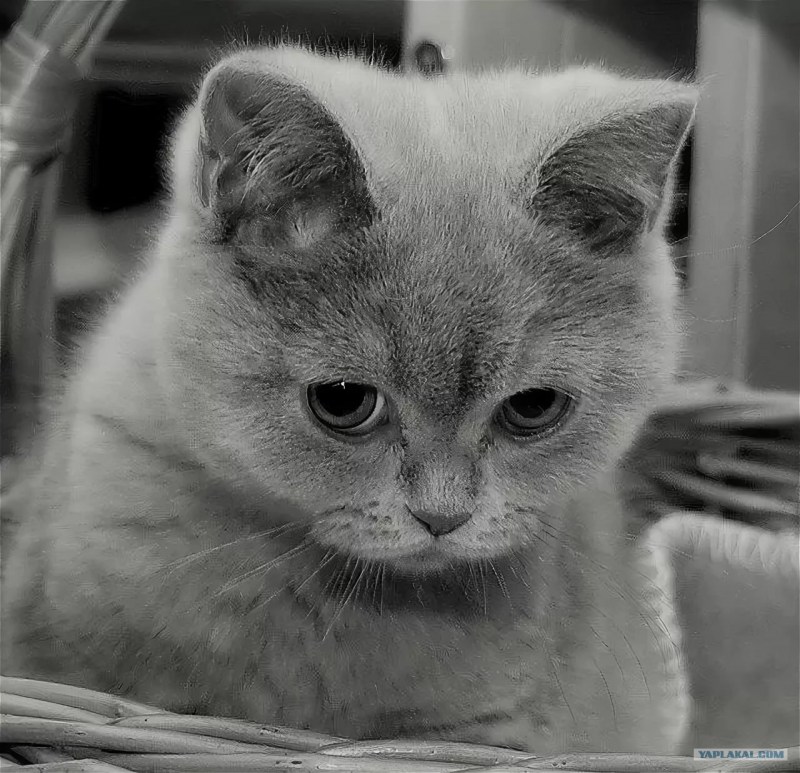 Злой британский кот
