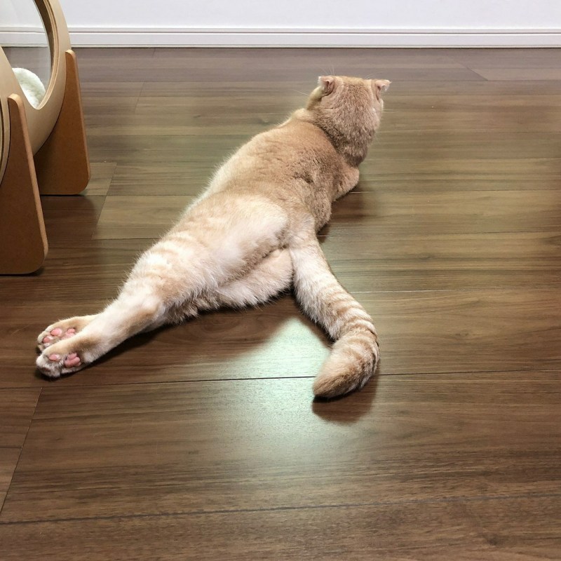 Обиженные котики