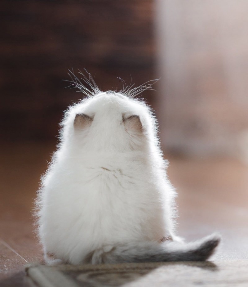 Обиженные котики