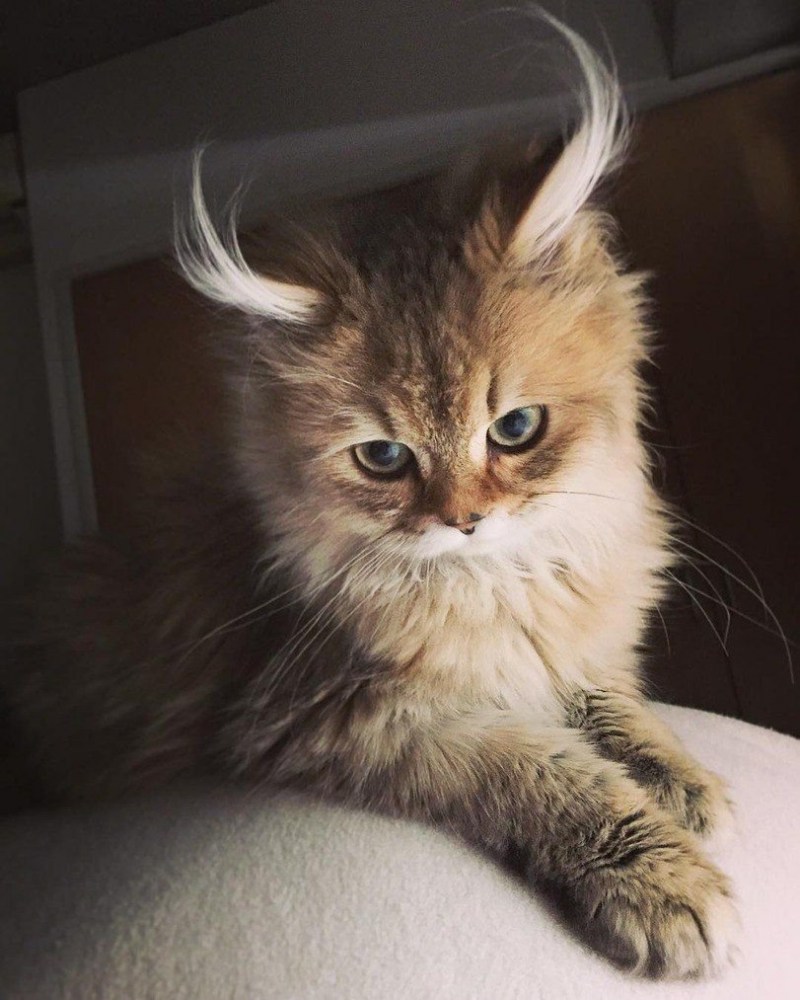 Самые красивые кошки
