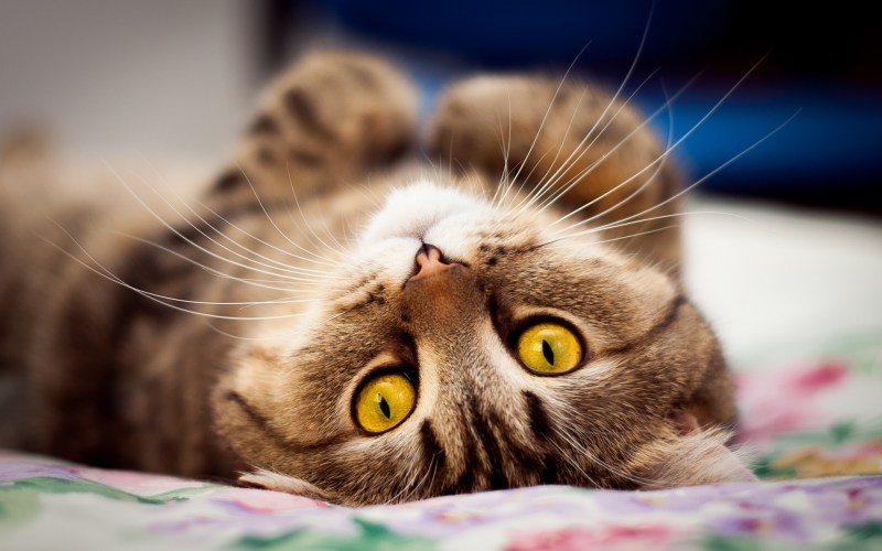 Милые коты