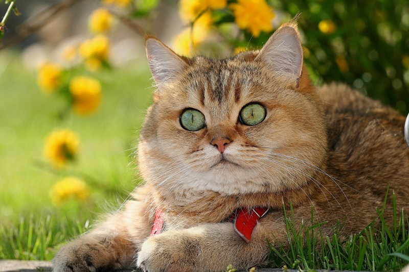Классные котики
