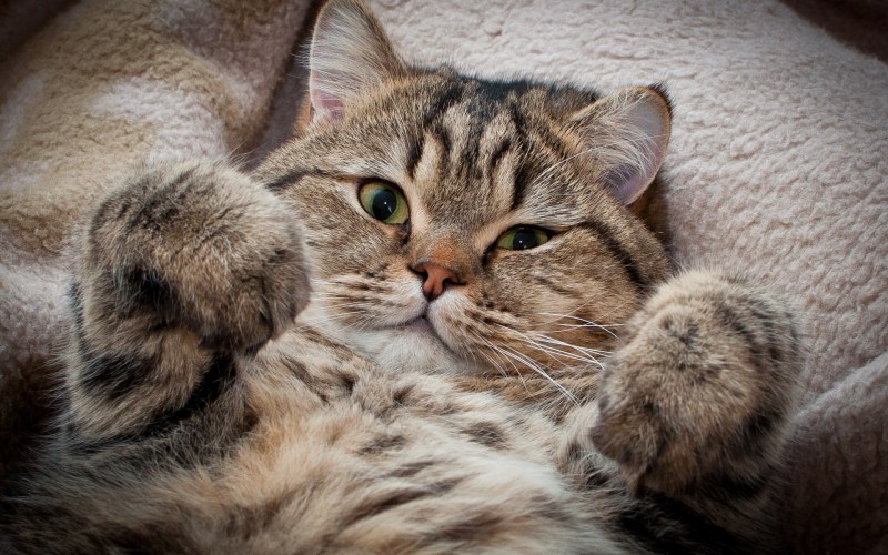 Забавные коты