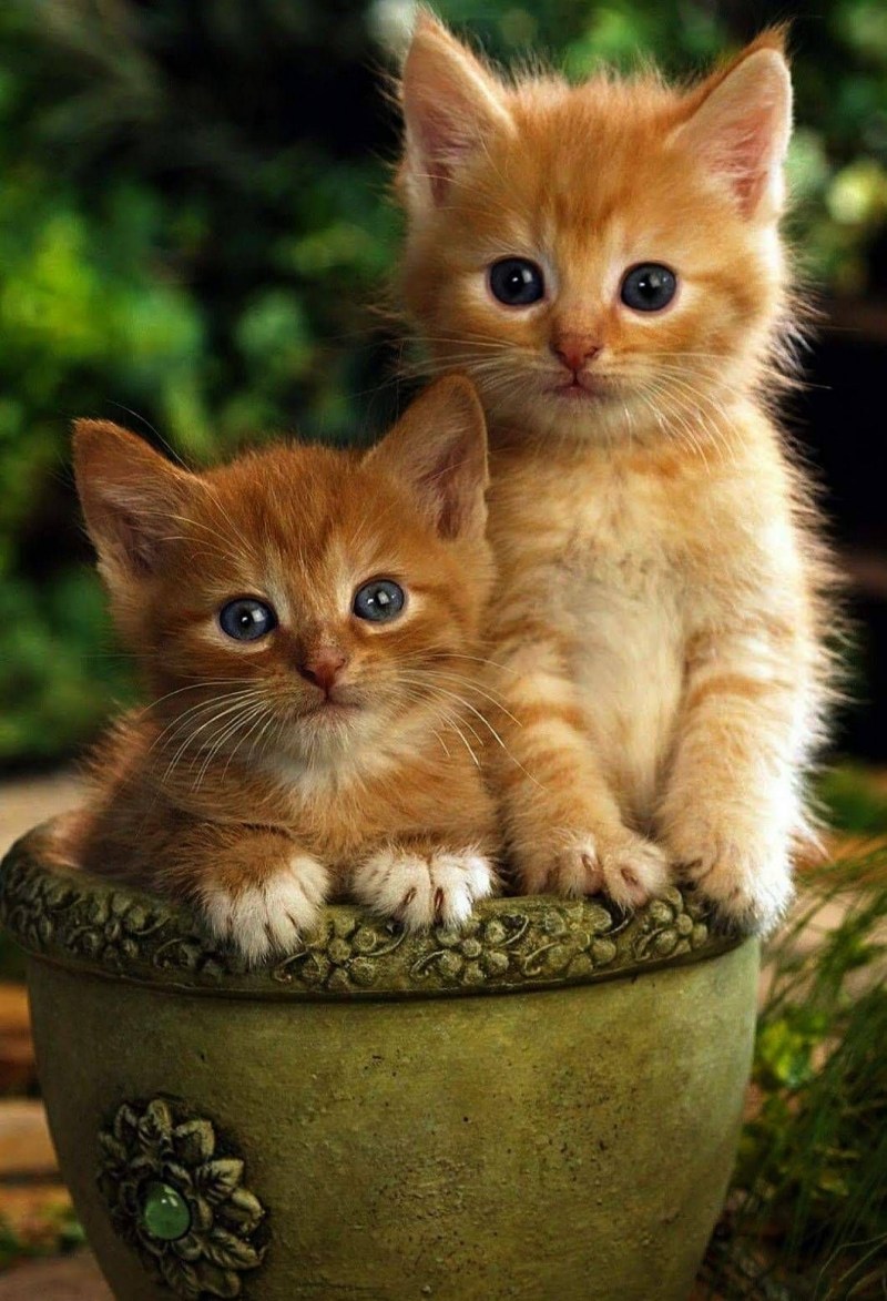 Красивый котяра