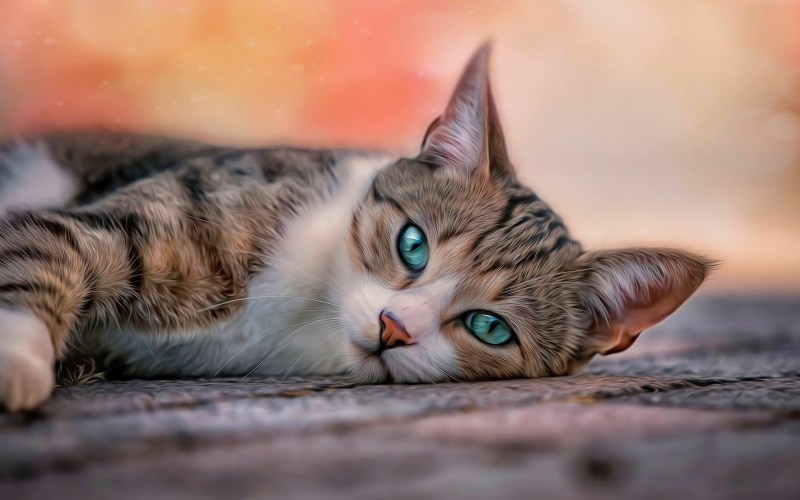 Красивый кот