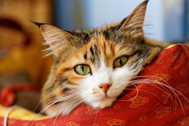 Фото котов