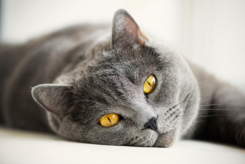 Британец кошка серая