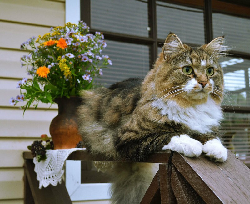Роскошная кошка