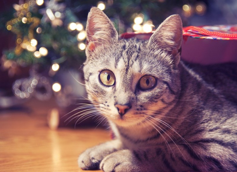 Новогодние кошки