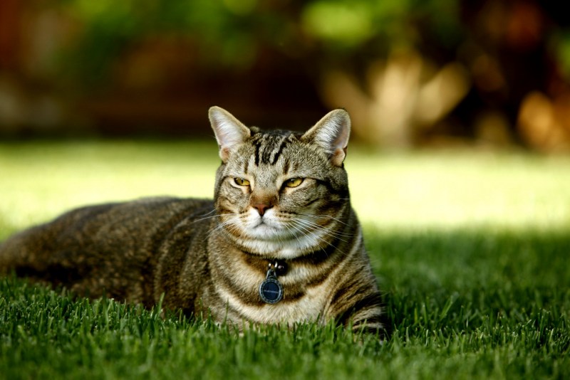 Красивые коты