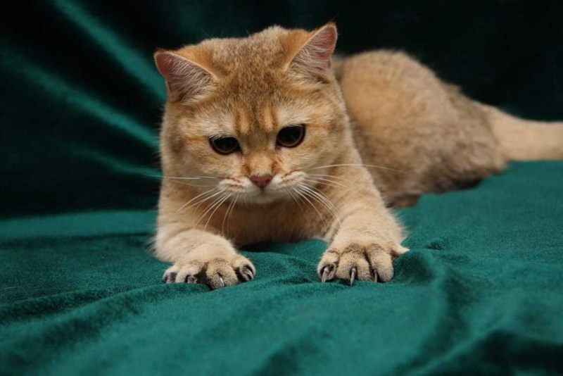 Фото красивых котиков