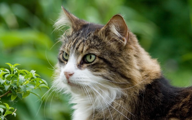 Картинки котов