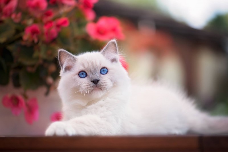 Котик с голубыми глазами