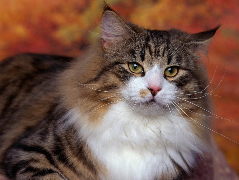 Норвежская Лесная кошка короткошерстная