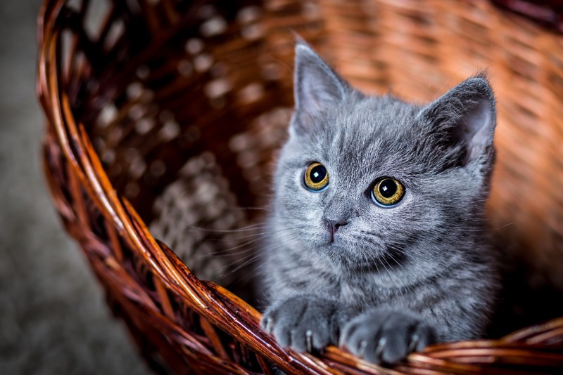 Картинки котят