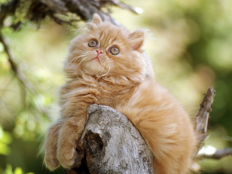 Красивые коты