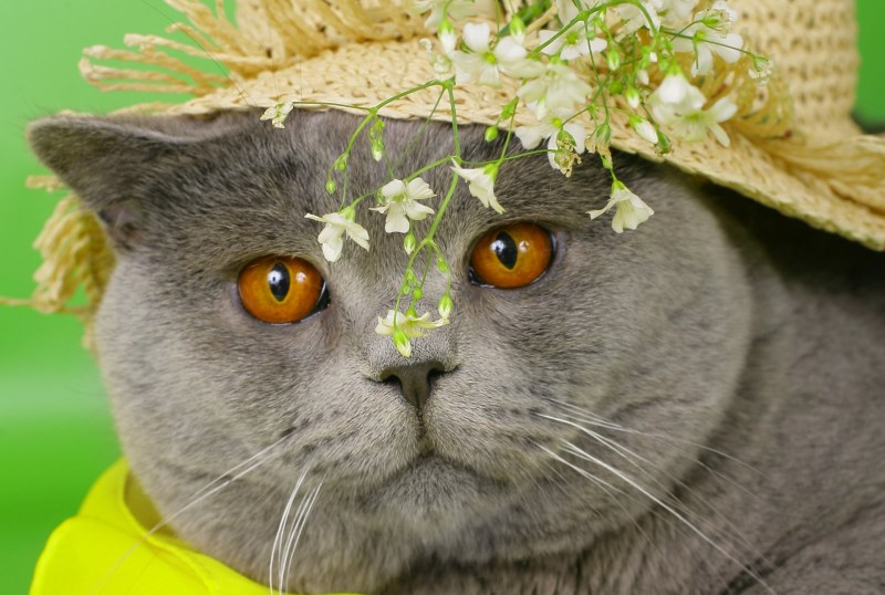 Красивые британские коты