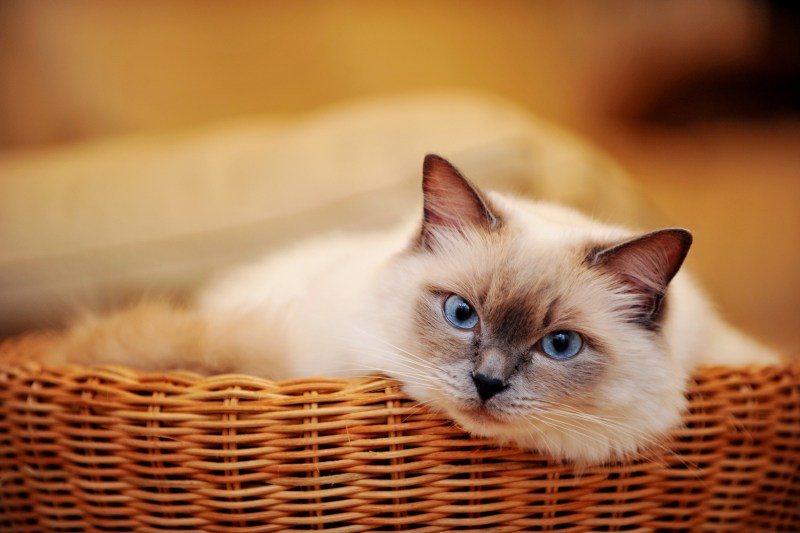 Красивые котики
