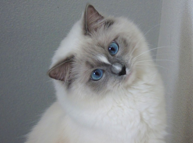 Кот Рэгдолл