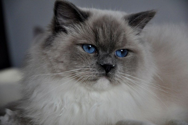 Кот Рэгдолл