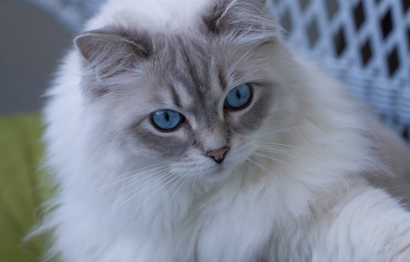 Коты породы Рэгдолл
