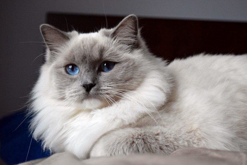 Котята породы Рэгдолл