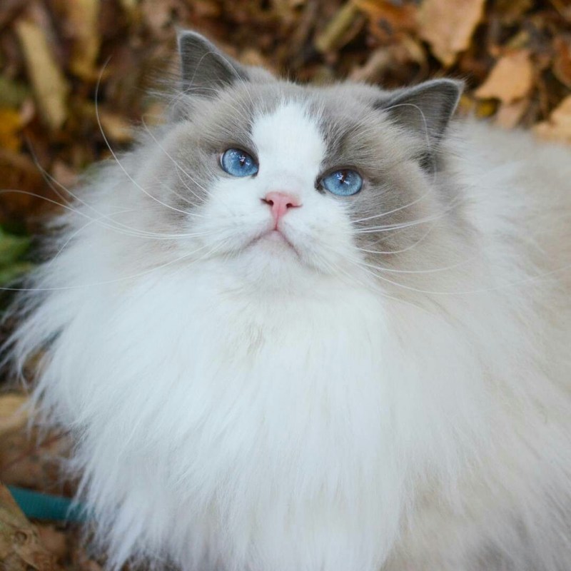 Сиамский Рэгдолл