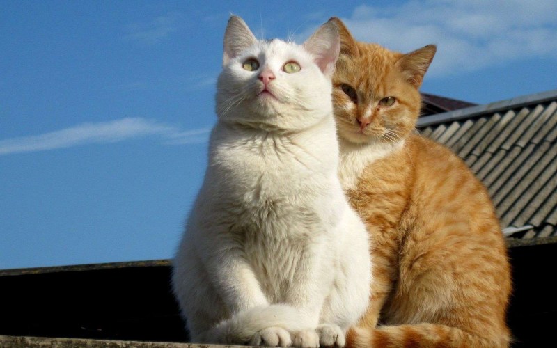Рыжий кот и белая кошка