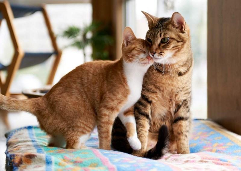 Кошка ласкается