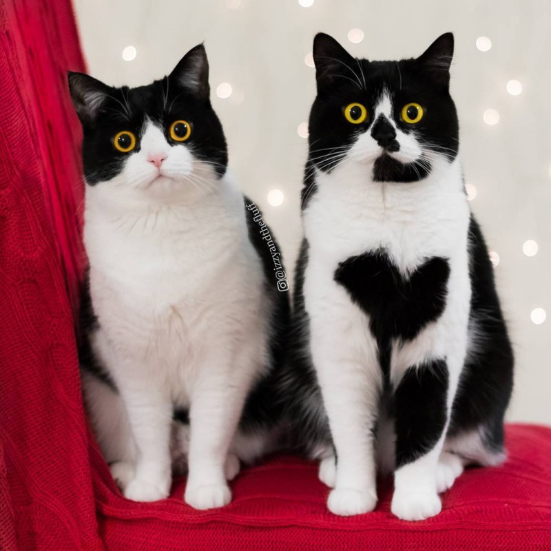 Коты вместе