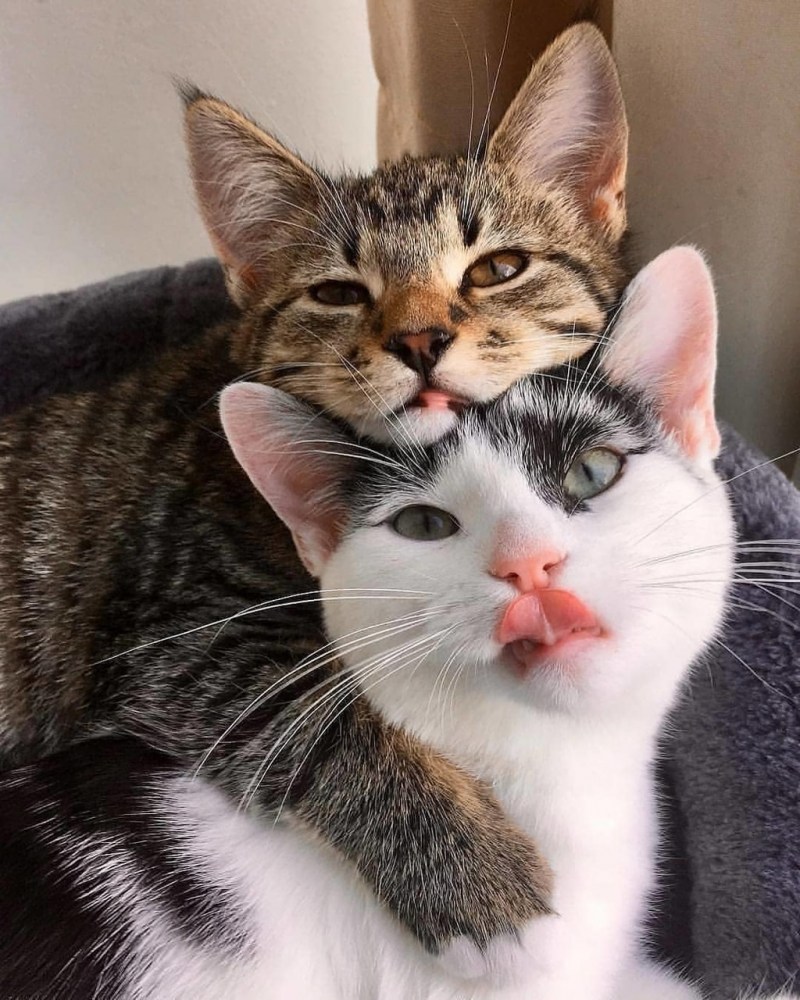 Кот любовь