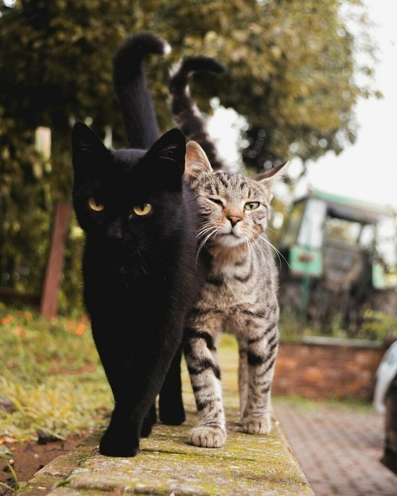 Коты парочка