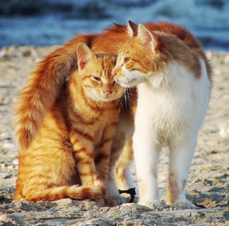 Кот и кошка любовь